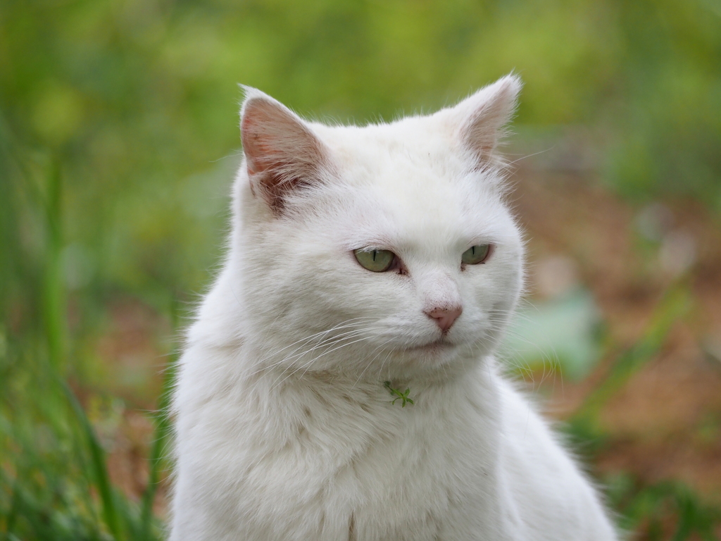 白猫03
