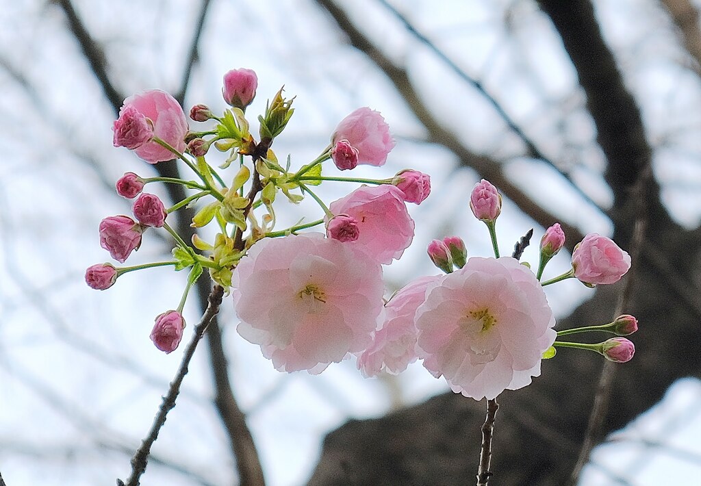 八重桜