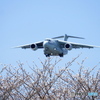 C-2と桜②