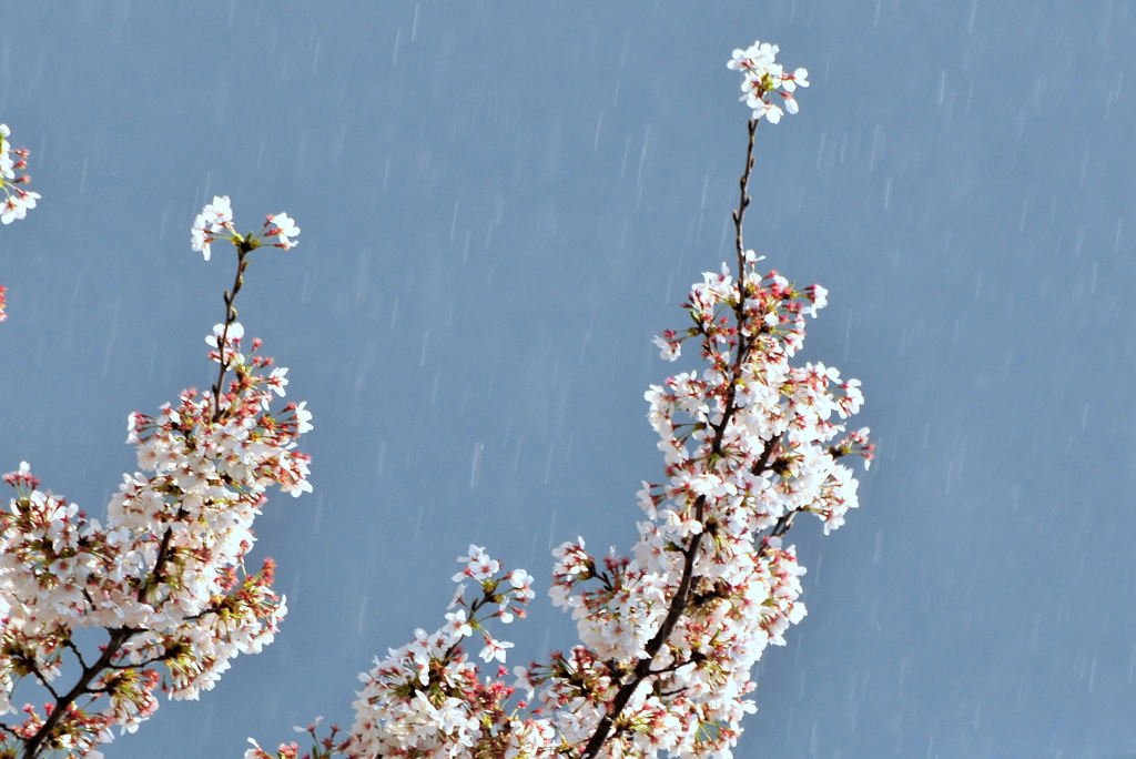 DSC_0527SAKURA