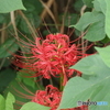 彼岸花始めました　➀