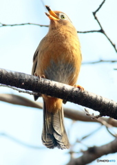 ガビチョウ③