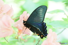 クロアゲハ