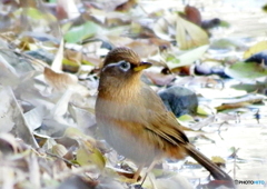 ガビチョウ