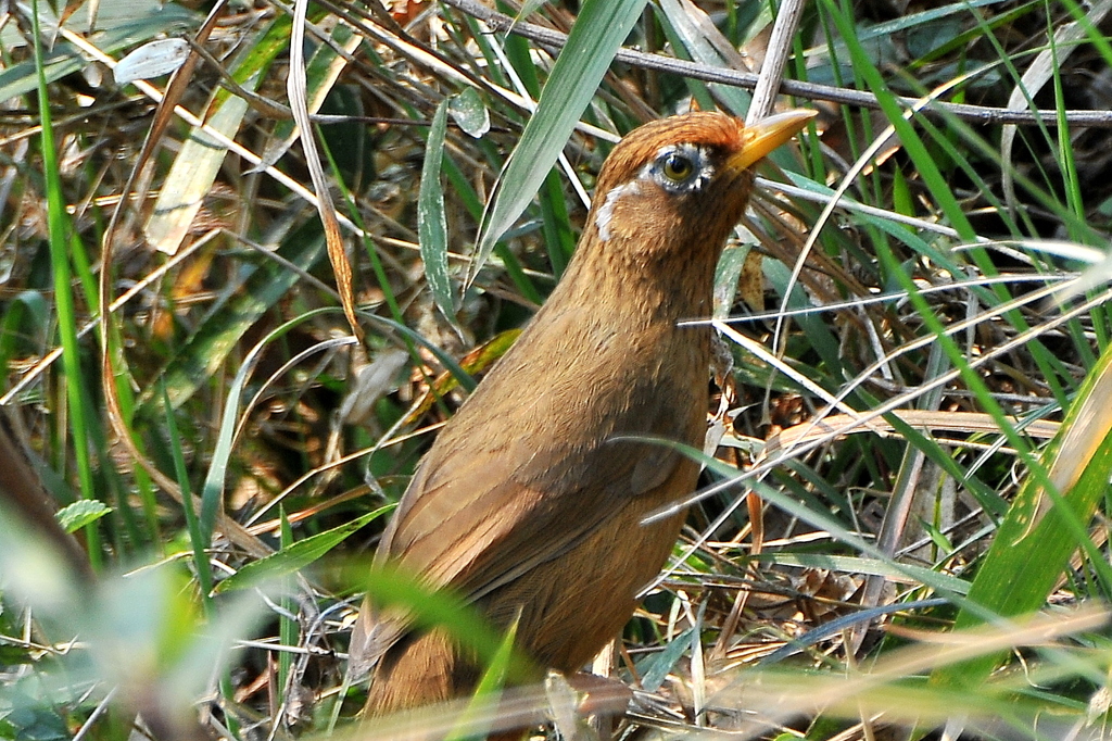ガビチョウ
