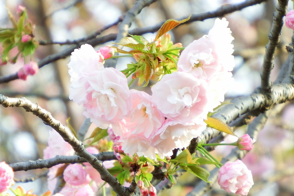 ❤八重桜