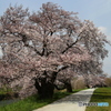 Sakura03