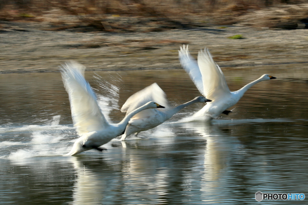Swan Lake　４