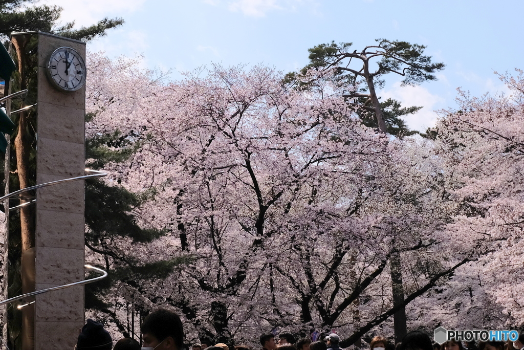 花見３