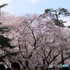 花見３