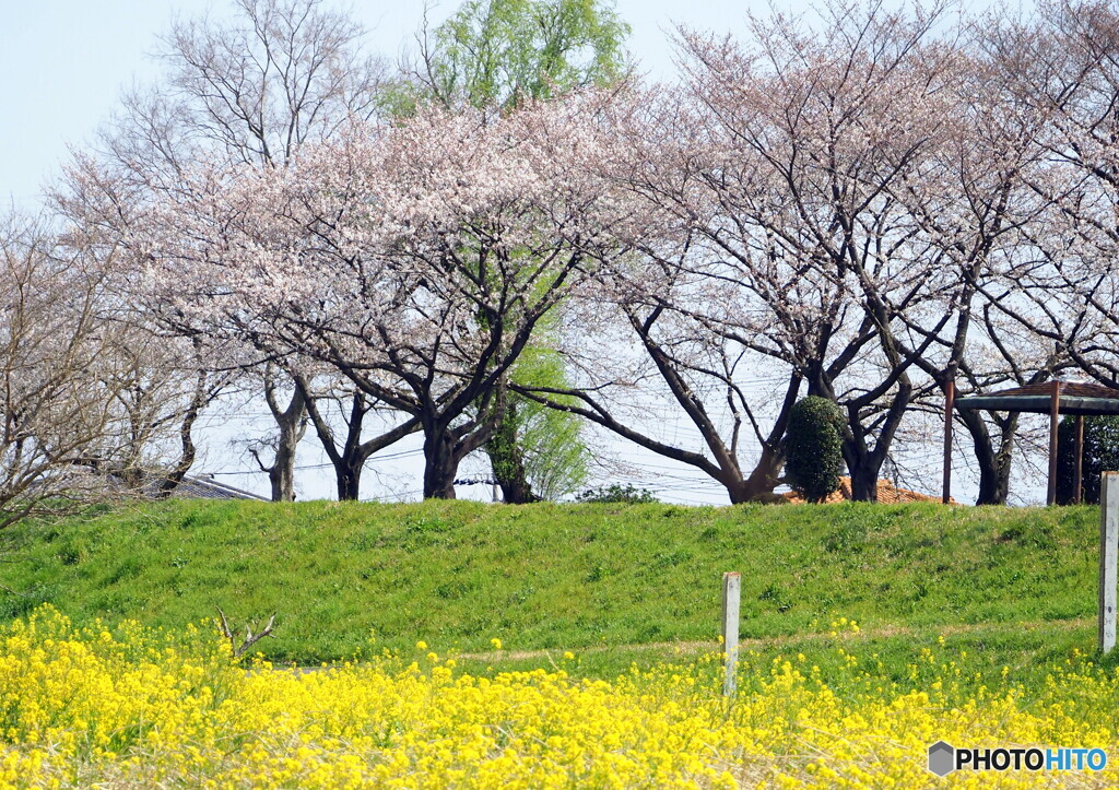 桜