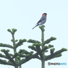 ウソ