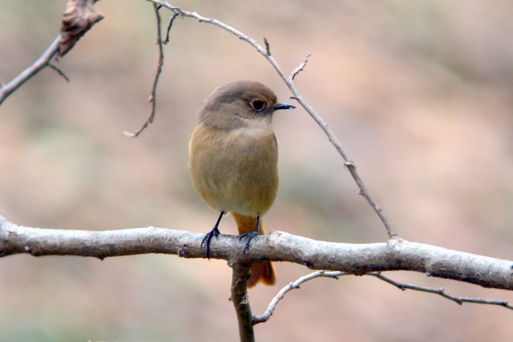 DSC07835Jyo