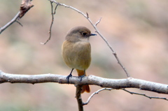 DSC07835Jyo