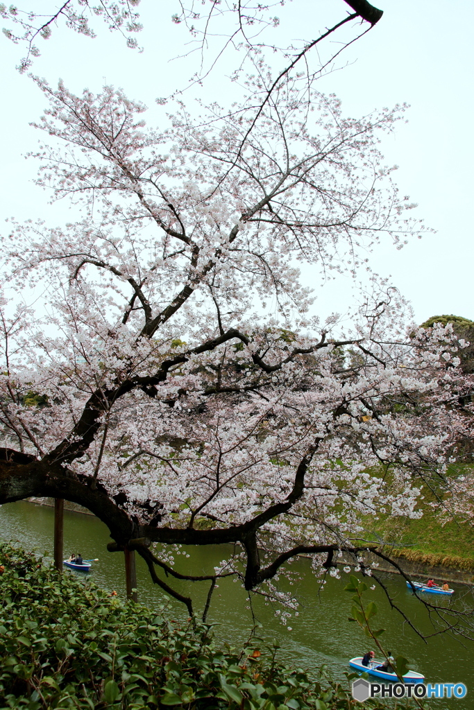 千鳥ケ淵04