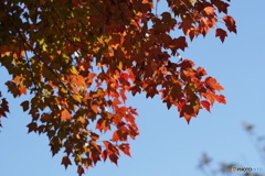 散歩道の紅葉②