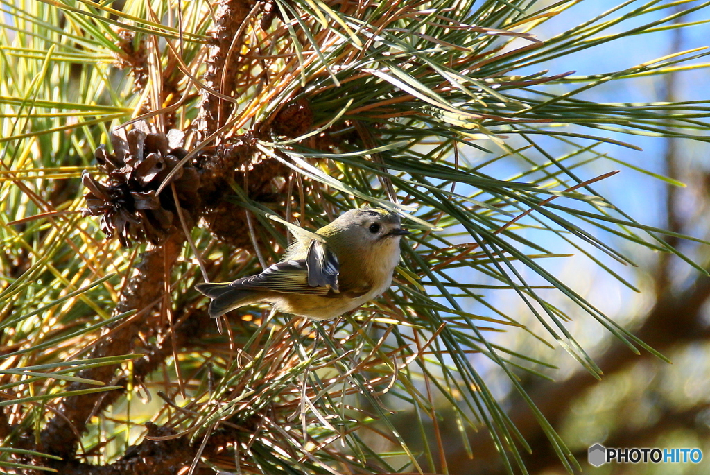 キクイタダキ④