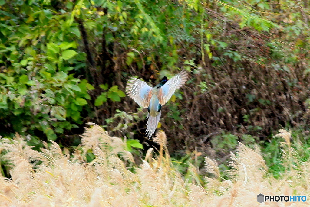 雉　♂