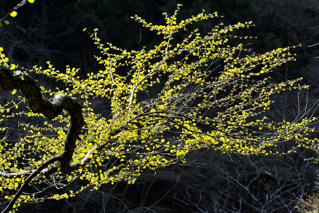 春山　芽吹き