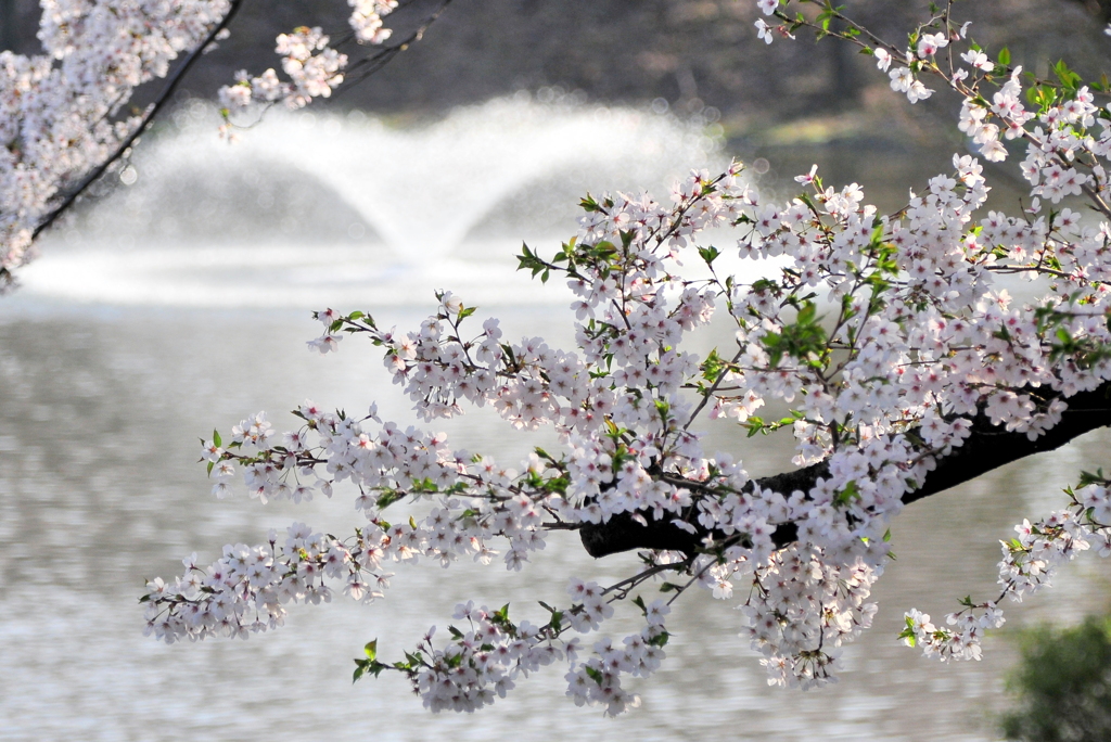 桜と噴水