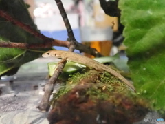 カナヘビ子供　2
