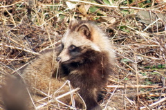 Tanuki03