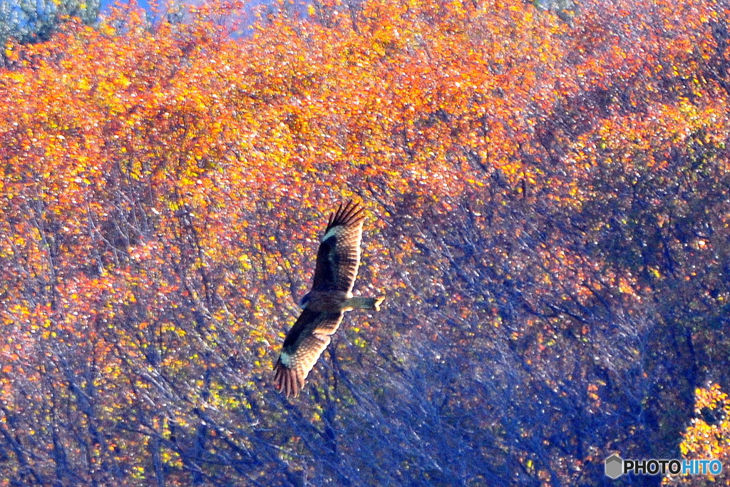 紅葉とトビ