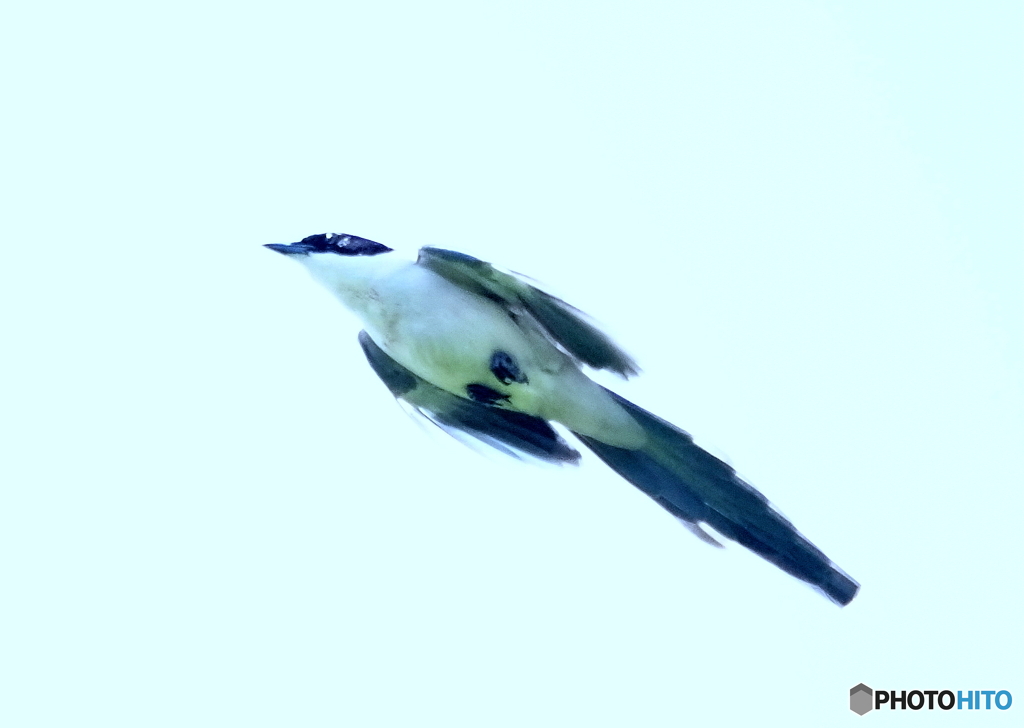 オナガROCKET
