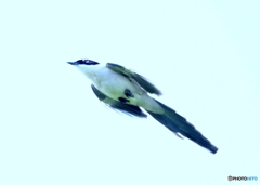 オナガROCKET