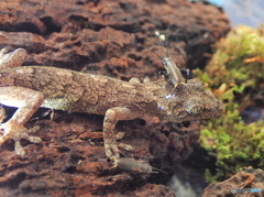 ニホンヤモリ　④