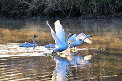 コハクチョウ003