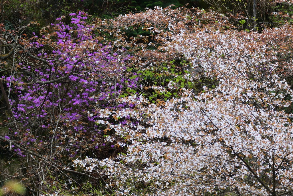 山桜