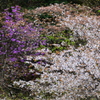 山桜
