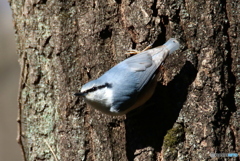 ゴジュウカラ２