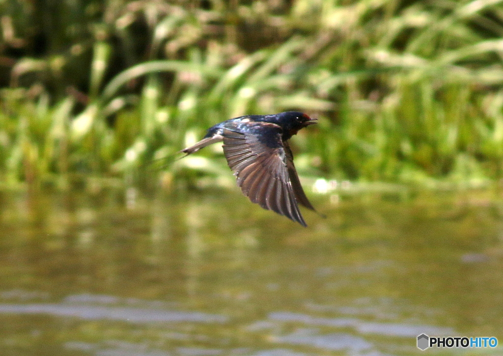 Swallow②