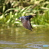 Swallow②