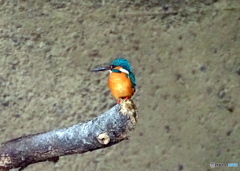 カワセミ①