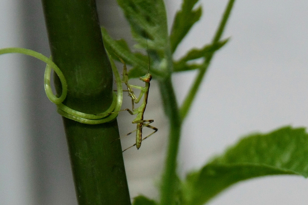 ミニ　カマキリ
