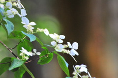 山紫陽花