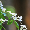 山紫陽花