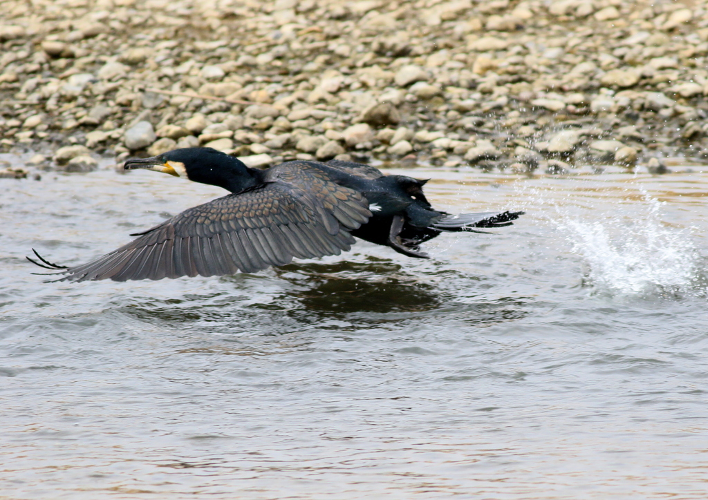 カワウ離水