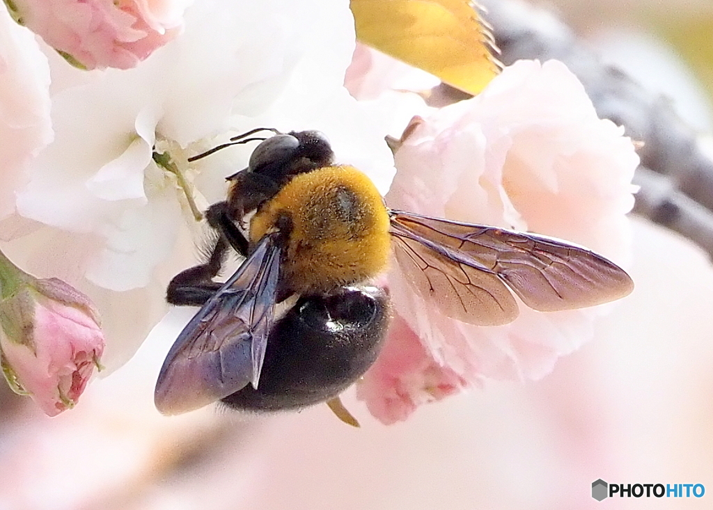 八重桜とクマバチ