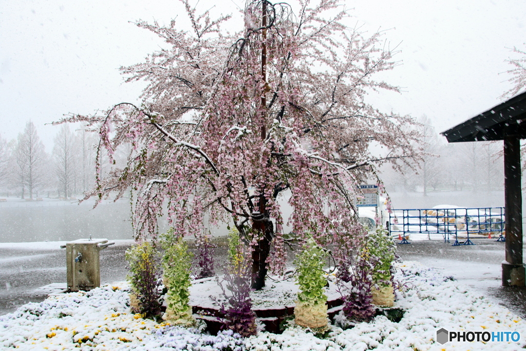 春雪