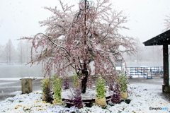 春雪