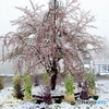 春雪
