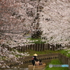 SAKURA　2