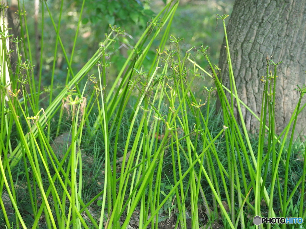 曼珠沙華①