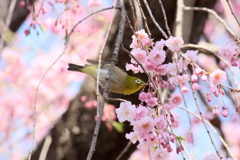SAKURAジロ08