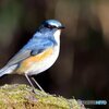 ルリビタキ　②