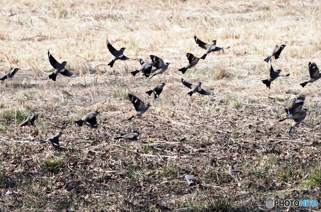 イカル　リベンジ